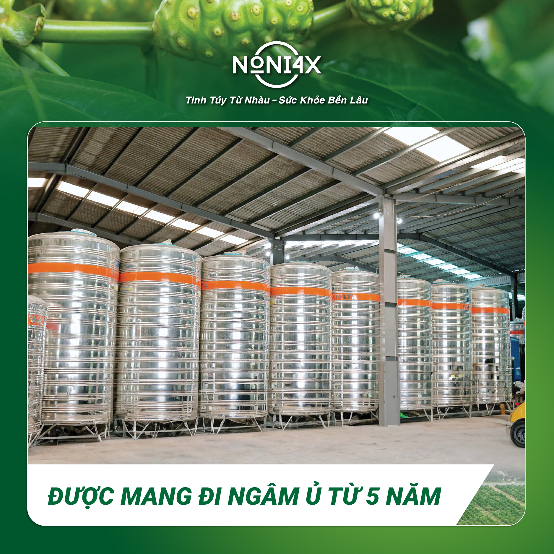 Nguồn nguyên liệu dồi dào, hàng triệu lít nước cốt nhàu được ngâm ủ, lên men enzym từ 3-5 năm
